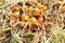 Yellow onions and shallots drying in the summer sun in a permaculture garden