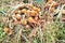 Yellow onions and shallots drying in the summer sun in a permaculture garden