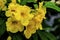 Yellow Opal Vining Senna Flowers Blooming Macro