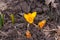 yellow open crocus flower, spring blossom, lila crocus