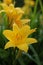 Yellow, opened flower Daylily