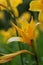 Yellow, opened flower Daylily