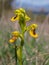 Yellow ophrys Ophrys lutea