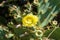 Yellow Opuntia flower. Crass plant with thorns