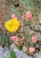 Yellow Opuntia humifusa flower, devil`s-tongue Limba Soacrei,