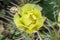 Yellow Opuntia humifusa flower, devil`s-tongue Limba Soacrei,