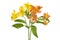 Yellow and orange alstroemeria flowers