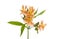 Yellow Orange Alstroemeria Lilly Spray