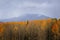 A yellow and orange aspen forest with mountains and a gray sky in the background. Snowbowl, Flagstaff, Arizona.