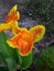 Yellow with Orange Blooming Asian Canna Flowers