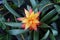 Yellow and Orange Bromeliad