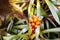 Yellow Orange bromeliad rosette shape flowers in bloom