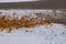 Yellow, orange and brown Maple leaves lying atop a blanket of snow along the side of a road in the fall in Wisconsin