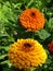 Yellow and Orange Calendula Neon flowers