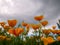 Yellow orange California poppy flowers against a dramatic sky. Eschscholzia californica symbol of California