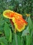 Yellow and orange Cannas flower