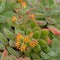 Yellow and orange Chenille plant flowers close up - Echeveria pulvinata