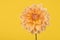 Yellow and orange chrysant flower on a yellow background