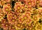 Yellow and orange chrysanthemums flower