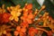 Yellow and orange colored Ashok flowers (Saraca asoca) in bloom : (pix Sanjiv Shukla)