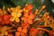 Yellow and orange colored Ashok flowers (Saraca asoca) in bloom : (pix Sanjiv Shukla)