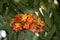 Yellow and orange colored Ashok flowers (Saraca asoca) in bloom : (pix Sanjiv Shukla)