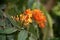 Yellow and orange colored Ashok flowers (Saraca asoca) in bloom : (pix Sanjiv Shukla)