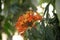 Yellow and orange colored Ashok flowers (Saraca asoca) in bloom : (pix Sanjiv Shukla)