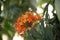 Yellow and orange colored Ashok flowers (Saraca asoca) in bloom : (pix Sanjiv Shukla)