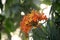 Yellow and orange colored Ashok flowers (Saraca asoca) in bloom : (pix Sanjiv Shukla)