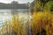 Yellow and orange colored leaves of reeds and rushes at the edge