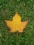 Yellow and orange colored maple leaf lays on the lawn signally that autumn has arrived.