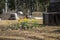 Yellow and orange daffodils in the graveyard surrounded by yellow winter grass, headstones and graves and lush green trees