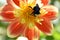 A yellow and orange Dahlia with a Cuckoo bumblebee.