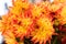 Yellow and Orange Dahlias in Bunch