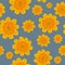 Yellow and orange daisies