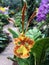 Yellow orange Dancing girl with long dress looking orchid flower