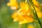 Yellow and orange day-lily garden flowers growning under sunlight. Daylily Hemerocallis flower closeup. Vivid inflorescence of flo