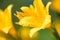 Yellow and orange day-lily garden flowers growning under sunlight. Daylily Hemerocallis flower closeup. Vivid inflorescence of flo