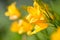 Yellow and orange day-lily garden flowers growning under sunlight. Daylily Hemerocallis flower closeup. Vivid inflorescence of flo