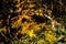 Yellow and orange dry autumn japanese maple leaves in Unzen-Amakusa National Park in November. Kyushu Island, Japan, close-up view