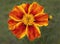 Yellow and Orange Dwarf Marigold Flower