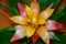 Yellow and orange exotic bromelia flower blossoming, vivid colors and green foliage, tropical pineapple bloom