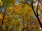 Yellow and orange fall tree canopy looking upward