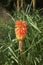 Yellow and orange flower of Kniphofia plant