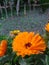 Yellow orange flowers in the garden green leaves around closeup . Partially blurred background