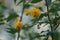 Yellow-orange flowers among green leaves