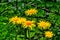 Yellow & orange flowers Telekia specios
