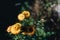 Yellow and orange flowers of Xerochrysum bracteatum plant