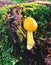 A yellow-orange fly agaric growing inside woods